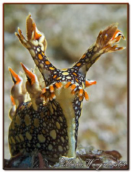 "Standing Up" (Bornella anguilla) at Batu Abah, Bali (Can... by Marco Waagmeester 